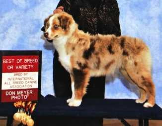 Coat Tails Range Ryder Of Alta