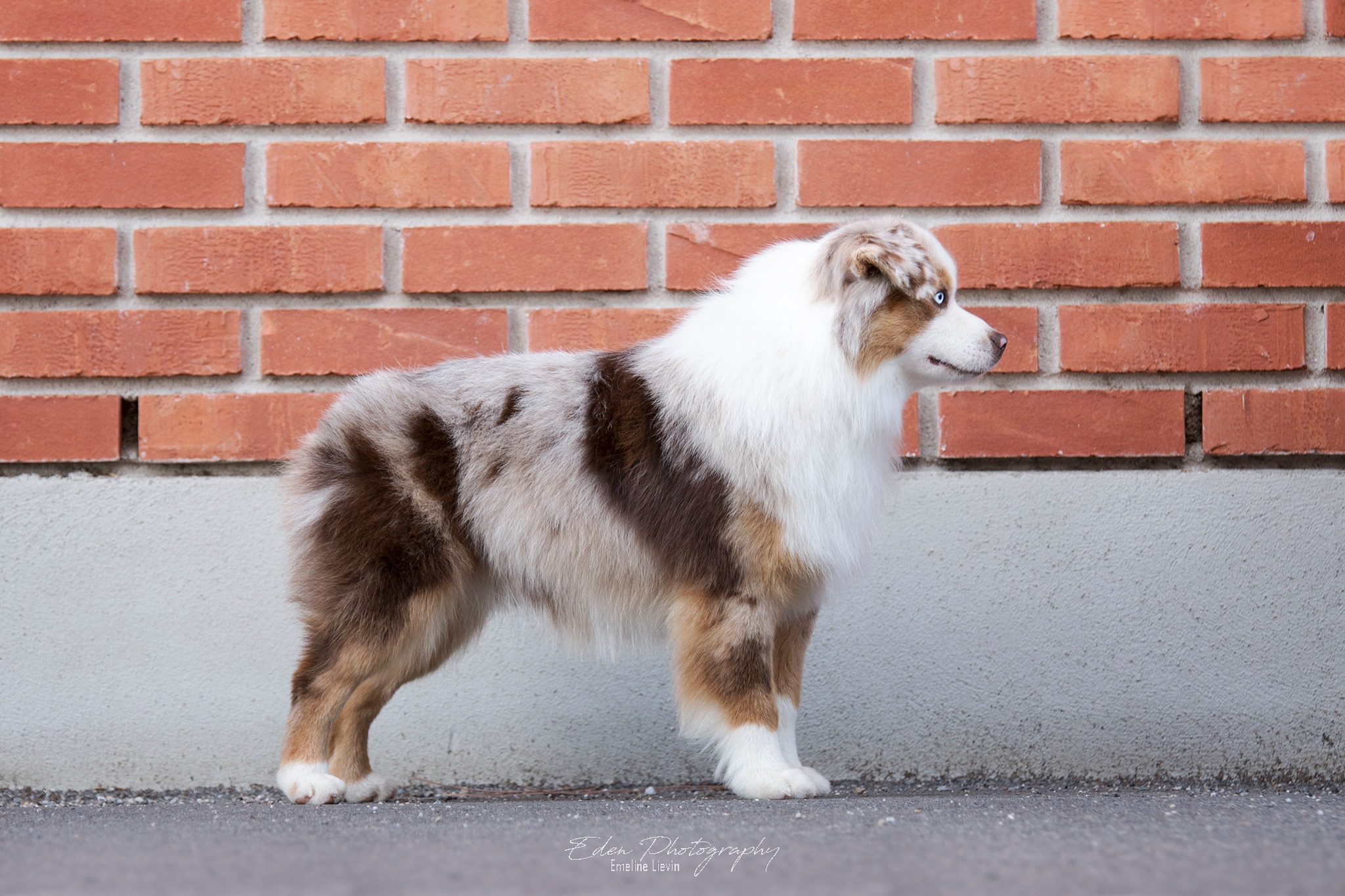 Alta Play Once Again A Red Token