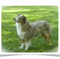 Coat Tails Cruella Deville