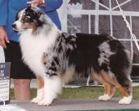 ASCA Ch Taycins Indiscrete Affair