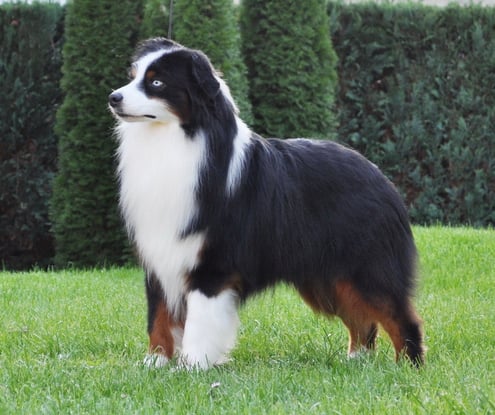 Timeless Rolling Rapid With Energie